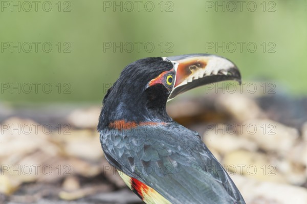 Collared Aracari (Pteroglossus torquatus), Costa Rica, Central America