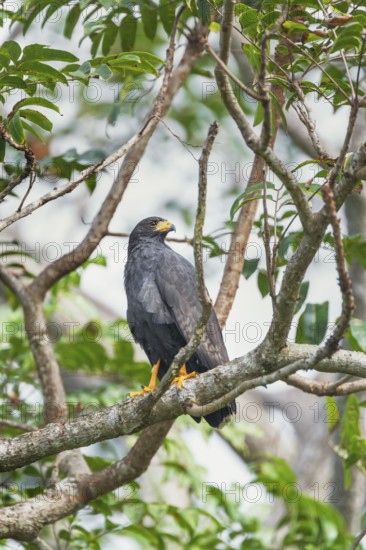 Great black hawk (Urubitinga urubitinga) perched on a tree, Corcovado National Park, Osa Peninsula, Costa Rica