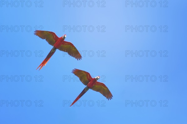Scarlet Macaws (Ara macao) in flight, Corcovado National Park, Osa Peninsula, Costa Rica