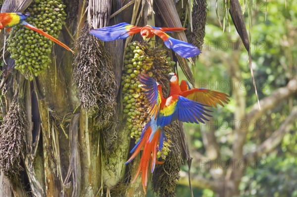 Scarlet Macaws (Ara macao), Corcovado National Park, Osa Peninsula, Costa Rica