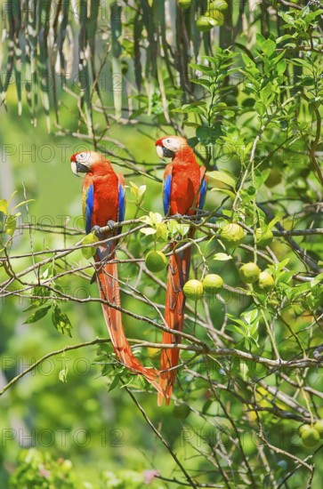 Scarlet Macaws (Ara macao) perching on a tree, Corcovado National Park, Osa Peninsula, Costa Rica