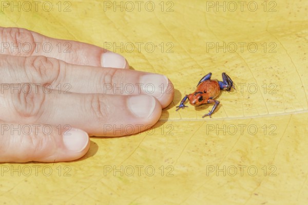 Blue jeans dart frog (Dendrobates pumilio) near human hand, Costa Rica