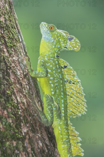 Plumed Basilisk (Basiliscus plumifrons), Costa Rica, Central America