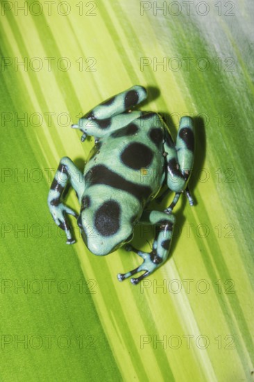 Green and Black poison dart frog, (Dendrobates auratus), Costa Rica, Central America