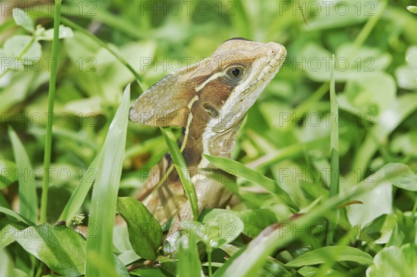 Common basilisk (basiliscus basiliscus) in rainforest, Manuel Antonio National Park, Puntarenas Province, Costa Rica