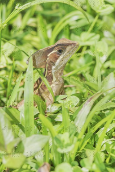 Common basilisk (basiliscus basiliscus), Manuel Antonio National Park, Puntarenas Province, Costa Rica