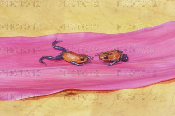 Blue jeans dart frogs (Dendrobates pumilio) on a leaf, Costa Rica, Central America