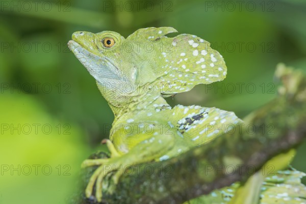 Plumed Basilisk (Basiliscus plumifrons), Costa Rica, Central America