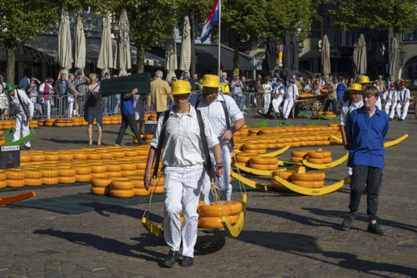 Träger in weißen Anzügen und gelben Hüten tragen Käse auf einem traditionellen Markt unter einer Flagge, Käseträger, Käse, Käsemarkt, Alkmaar, Alkmar, Noord-Holland, Nordholland, Niederlande