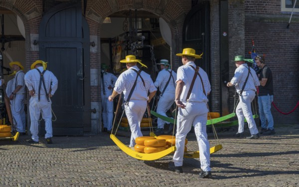 Männer in weißer Kleidung transportieren Käse auf einem Markt zur ehemaligen Stadtwaage, Käseträger, Käse, Käsemarkt, Alkmaar, Alkmar, Noord-Holland, Nordholland, Niederlande