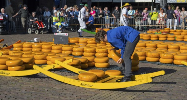 Ein Mann legt Käseräder auf ein gelbes Tragegestell auf einem belebten Markt in Alkmaar, Käse, Käsemarkt, Alkmaar, Alkmar, Noord-Holland, Nordholland, Niederlande