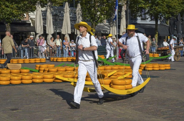 Männer in traditionellen weißen Anzügen tragen Käseräder auf einem überfüllten Markt, Käseträger, Käse, Käsemarkt, Alkmaar, Alkmar, Noord-Holland, Nordholland, Niederlande