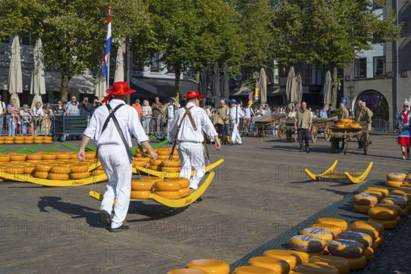 Männer in roten Hüten tragen Käseräder auf einem traditionellen Marktplatz mit vielen Besuchern, Käseträger, Käse, Käsemarkt, Alkmaar, Alkmar, Noord-Holland, Nordholland, Niederlande