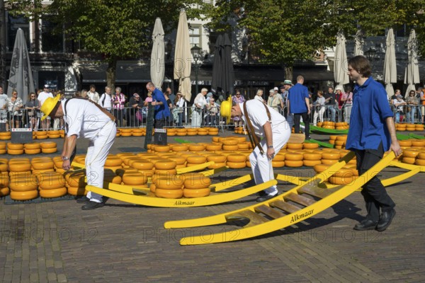 Männer mit Käse stehen auf einem sonnigen Platz umringt von Käse, Käseträger, Käse, Käsemarkt, Alkmaar, Alkmar, Noord-Holland, Nordholland, Niederlande
