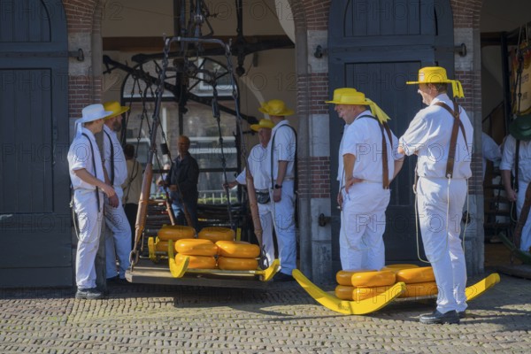 Männer mit gelben Hüten und weißer Kleidung tragen Käse auf einem Tragegestell zur ehemaligen Stadtwaage, Käse wiegen, Käseträger, Käse, Käsemarkt, Alkmaar, Alkmar, Noord-Holland, Nordholland, Niederlande