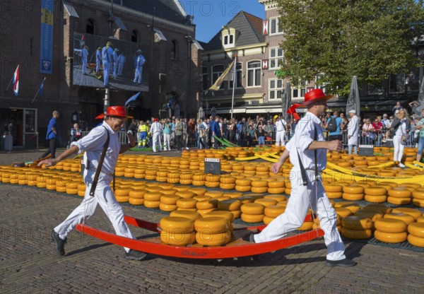 Männer mit roten Hüten tragen Käse durch einen belebten, sonnigen Stadtmarkt, Käseträger, Käse, Käsemarkt, Alkmaar, Alkmar, Noord-Holland, Nordholland, Niederlande