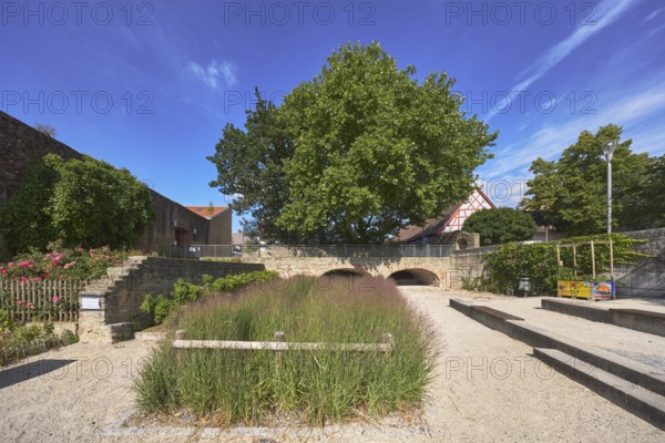 Altstadt, historische Stadtbefestigung, Stadtmauer, Burg, Gartenanlage, Bäume, Gewöhnliche Platane (Platanus ×hispanica), Blumenbeete, Holzzaun, Wege, Laterne, blauer Himmel, Cirrostratuswolken, Burgstraße, Hofheim am Taunus, Main-Taunus-Kreis, Hessen, Deutschland