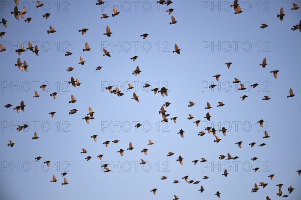 Stare, (Sturnus vulgaris), fliegen bei Sonnenaufgang auf dem Darß, Mecklenburg-Vorpommern, Deutschland
