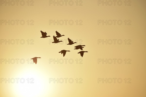 Graugänse (Anser anser) fliegen bei Sonnenaufgang auf dem Darß, Mecklenburg-Vorpommern, Deutschland