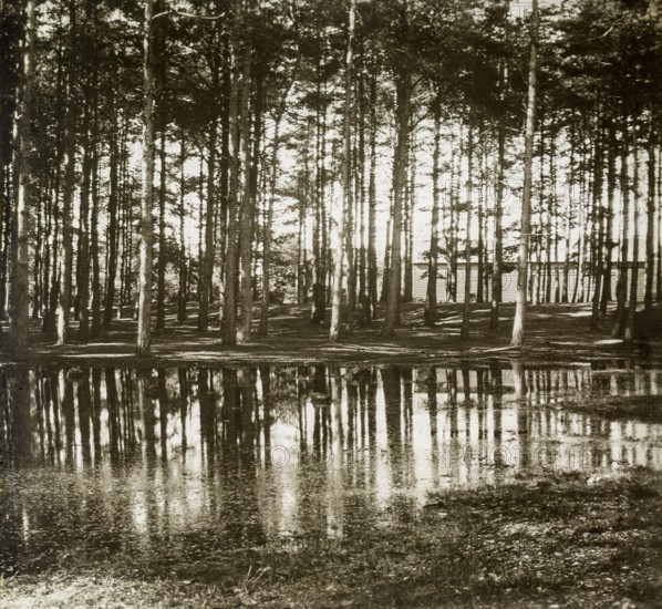 Magic lantern slide of pine trees reflected in water of large puddle, location unknown, circa 1900