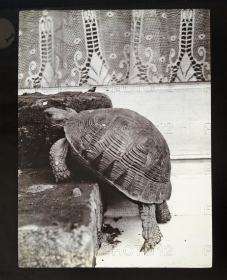 Magic lantern slide of tortoise climbing stone steps c1900