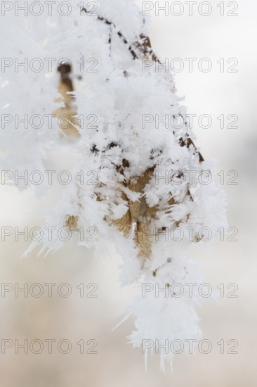Ice crystals from roarfrost on Amur maple (Acer tataricum subsp. ginnala) seeds at sunshine in winter, Bavaria, Germany