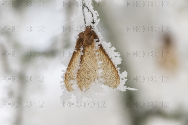 Ice crystals from roarfrost on Amur maple (Acer tataricum subsp. ginnala) seeds at sunshine in winter, Bavaria, Germany