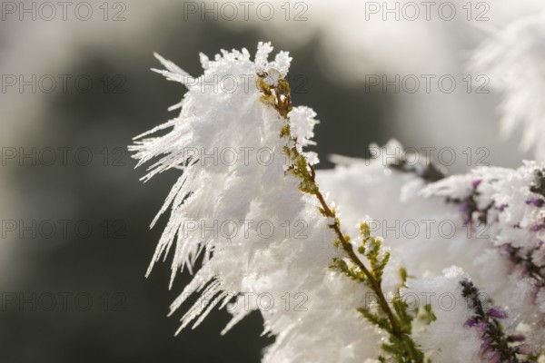 Ice crystals from roarfrost on a winter-flowering heather (Erica carnea) branch at sunshine in winter, Bavaria, Germany