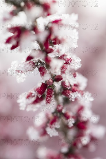 Ice crystals from roarfrost on a winter-flowering heather (Erica carnea) branch at sunshine in winter, Bavaria, Germany