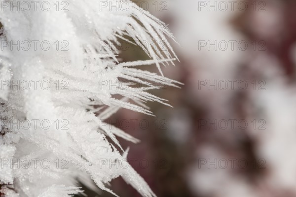 Ice crystals from roarfrost in winter, Bavaria, Germany