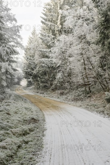 Forest road going through a mixed forest white from roarfrost on a sunny day in winter, Bavaria, Germany