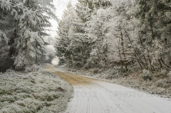 Forest road going through a mixed forest white from roarfrost on a sunny day in winter, Bavaria, Germany