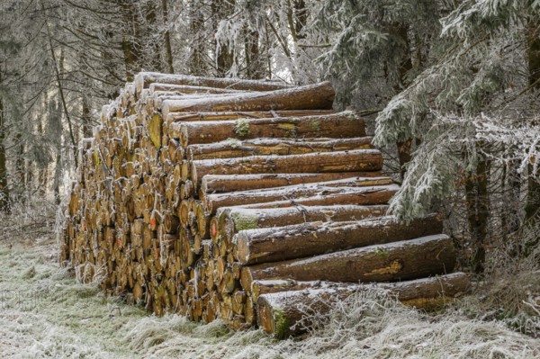 Piled up felled tree trunks in a forest white from roarfrost on a sunny day in winter, Bavaria, Germany