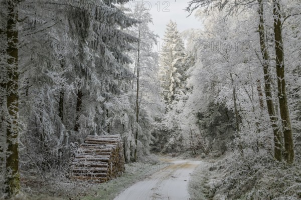 Piled up felled tree trunks beside a forest road going through a mixed forest white from roarfrost on a sunny day in winter, Bavaria, Germany