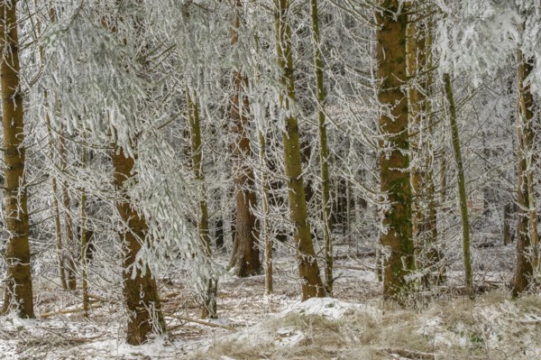 Norway spruce (Picea abies) white from roarfrost, on a sunny day in winter, Bavaria, Germany
