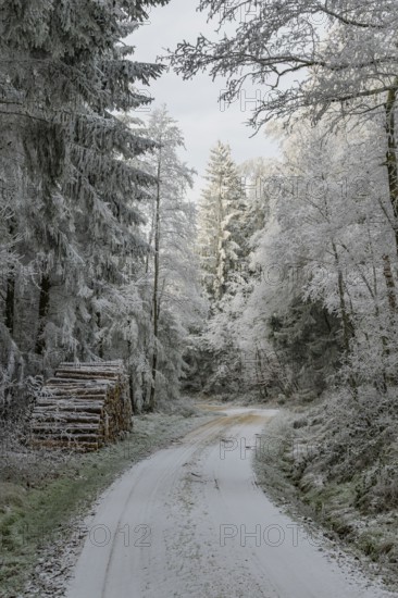 Piled up felled tree trunks beside a forest road going through a mixed forest white from roarfrost on a sunny day in winter, Bavaria, Germany
