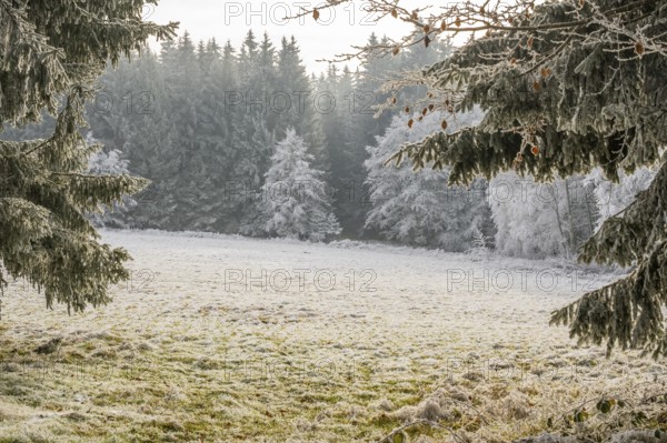Meadow in a valley surrounded by a mixed forest with norway spruce (Picea abies) and European beech (Fagus sylvatica) white from roarfrost, on a sunny day in winter, Bavaria, Germany