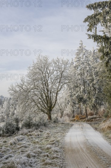 Forest road going through a beautiful landscape with forest, meadows and bushes, white from roarfrost, on a sunny day in winter, Bavaria, Germany