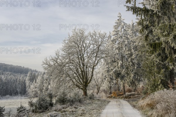 Forest road going through a beautiful landscape with forest, meadows and bushes, white from roarfrost, on a sunny day in winter, Bavaria, Germany