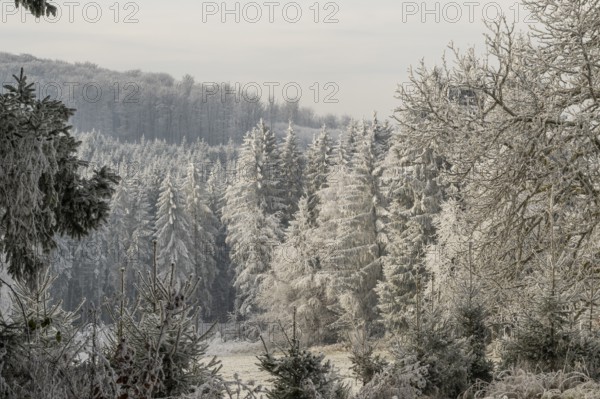 Mixed forest with norway spruce (Picea abies) and European beech (Fagus sylvatica) white from roarfrost, on a sunny day in winter, Bavaria, Germany