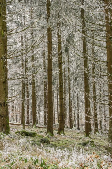 Norway spruce (Picea abies) white from roarfrost, on a sunny day in winter, Bavaria, Germany