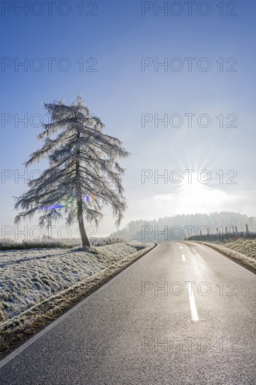 European larch (Larix decidua) standing beside a road with hoarfrost on the branches at sunshine in winter, Bavaria, Germany