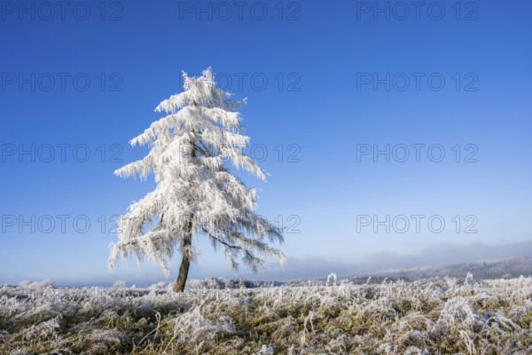 European larch (Larix decidua) with hoarfrost on the branches standing on a meadow on a sunny day with blue sky in the background in winter, Bavaria, Germany