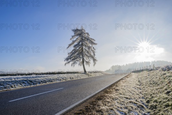 European larch (Larix decidua) standing beside a road with hoarfrost on the branches at sunshine in winter, Bavaria, Germany