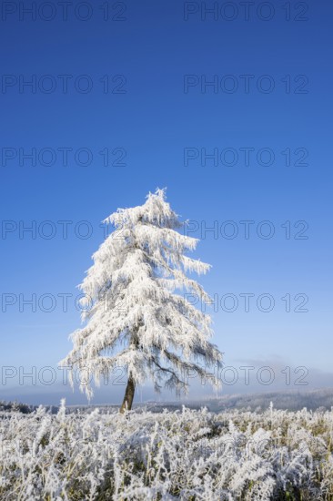 European larch (Larix decidua) with hoarfrost on the branches standing on a meadow on a sunny day with blue sky in the background in winter, Bavaria, Germany