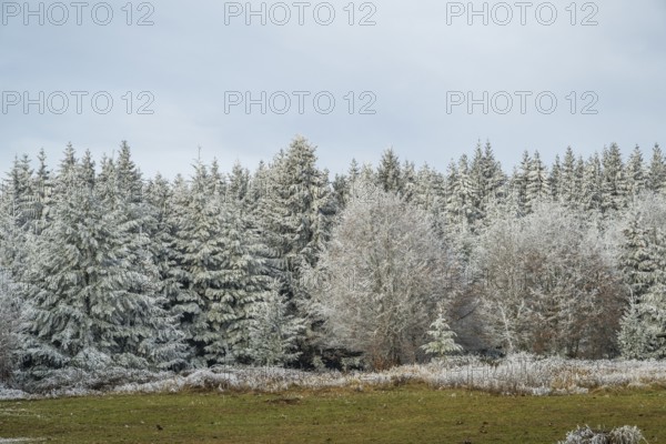 Meadow in a valley surrounded by a mixed forest with norway spruce (Picea abies) and European beech (Fagus sylvatica) white from roarfrost, on a sunny day in winter, Bavaria, Germany