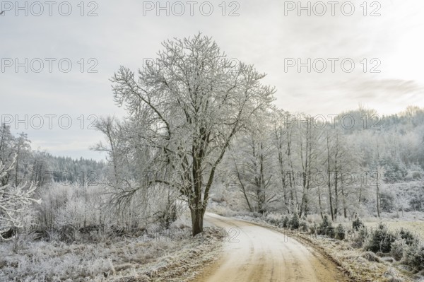 Forest road going through a beautiful landscape with forest, meadows and bushes, white from roarfrost, on a sunny day in winter, Bavaria, Germany