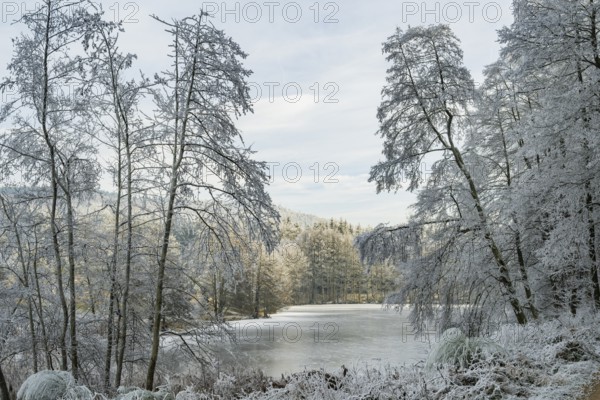 A frozen pont in a valley surrounded by a mixed forest with norway spruce (Picea abies) and European beech (Fagus sylvatica) white from roarfrost, on a sunny day in winter, Bavaria, Germany