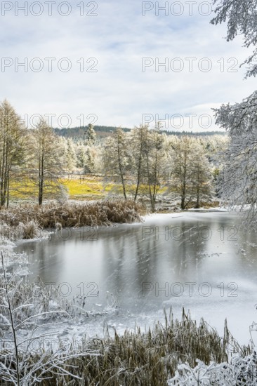 A frozen pont in a valley surrounded by a mixed forest with norway spruce (Picea abies) and European beech (Fagus sylvatica) white from roarfrost, on a sunny day in winter, Bavaria, Germany