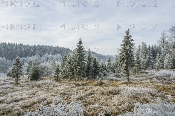 Valley surrounded by a mixed forest with young norway spruce (Picea abies) trees covered white from roarfrost, on a sunny day in winter, Bavaria, Germany